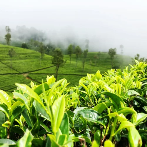 yasasi-rajapakse-poadBPsShxg-unsplash2-ezgif.com-png-to-webp-converter yasasi-rajapakse-poadBPsShxg-unsplash2-ezgif.com-png-to-webp-converter